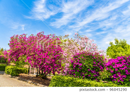 春暖花開、春暖花開、旅遊勝地：熊本縣九州市“日本杜鵑花和旅遊勝地100強”公園內的風景（昭和花園） 96845290