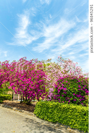 春暖花開、春暖花開、旅遊勝地：熊本縣九州市“日本杜鵑花和旅遊勝地100強”公園內的風景（昭和花園） 96845291