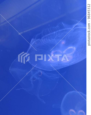 jellyfish jellyfish 96845312