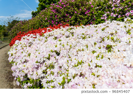春暖花開、春暖花開、旅遊勝地：熊本縣九州市“日本杜鵑花和旅遊勝地100強”公園內的風景（昭和花園） 96845407