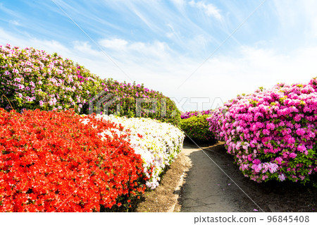 春暖花開、春暖花開、旅遊勝地：熊本縣九州市“日本杜鵑花和旅遊勝地100強”公園內的風景（昭和花園） 96845408