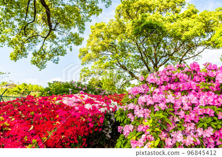Beautiful spring season, spring flowers, tourist attraction: landscape in the park "Japan's top 100 azaleas and tourist attractions", Kyushu, Kumamoto Prefecture (Showa Garden) Beautiful spring season, spring flowers, tourist attraction: landscape in the park "Japan's top 100 azaleas and tourist attractions", Kyushu, Kumamoto Prefecture (Showa Garden) 96845412