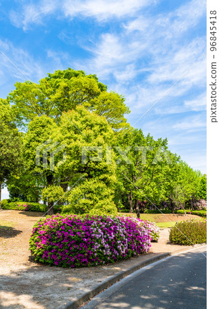 Beautiful spring season, spring flowers, tourist attraction: landscape in the park "Japan's top 100 azaleas and tourist attractions", Kyushu, Kumamoto Prefecture (Showa Garden) 96845418