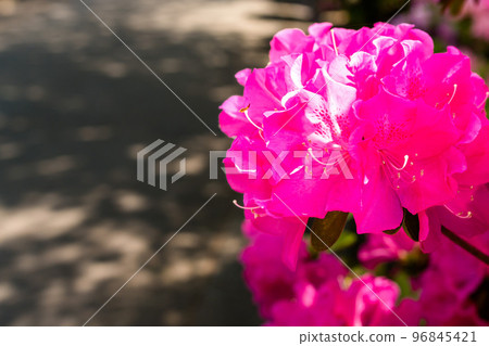 Beautiful spring season, spring flowers, tourist attraction: landscape in the park "Japan's top 100 azaleas and tourist attractions", Kyushu, Kumamoto Prefecture (Showa Garden) 96845421