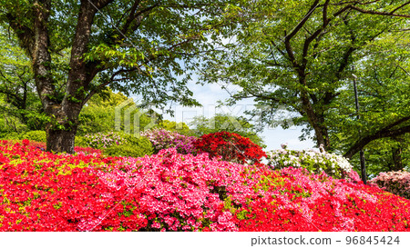 Beautiful spring season, spring flowers, tourist attraction: landscape in the park "Japan's top 100 azaleas and tourist attractions", Kyushu, Kumamoto Prefecture (Showa Garden) Beautiful spring season, spring flowers, tourist attraction: landscape in the park "Japan's top 100 azaleas and tourist attractions", Kyushu, Kumamoto Prefecture (Showa Garden) 96845424