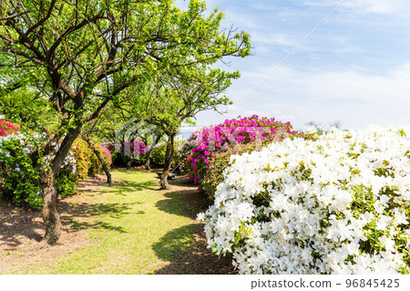 Beautiful spring season, spring flowers, tourist attraction: landscape in the park "Japan's top 100 azaleas and tourist attractions", Kyushu, Kumamoto Prefecture (Showa Garden) 96845425