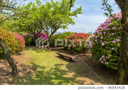 Beautiful spring season, spring flowers, tourist attraction: landscape in the park "Japan's top 100 azaleas and tourist attractions", Kyushu, Kumamoto Prefecture (Showa Garden) 96845426