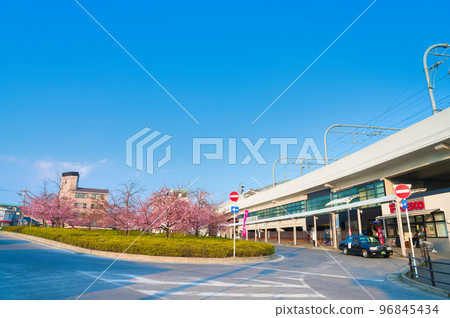 [Kyoto Prefecture] Kawazu cherry blossoms in full bloom with blue sky in March, Yodo Station on the Keihan Main Line 96845434