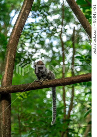 Marmoset monkey on a tree in the wild 96845451