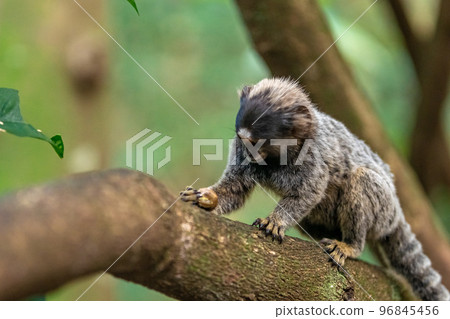 Marmoset monkey on a tree in the wild 96845456