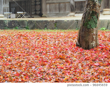 秋葉在雨中狩獵 秋葉在雨中狩獵 96845659