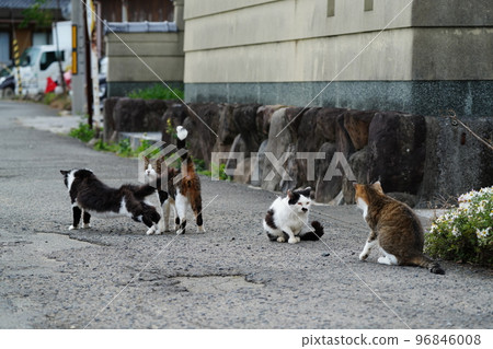 貓咪們一起包餃子度過寒冷的冬天 96846008