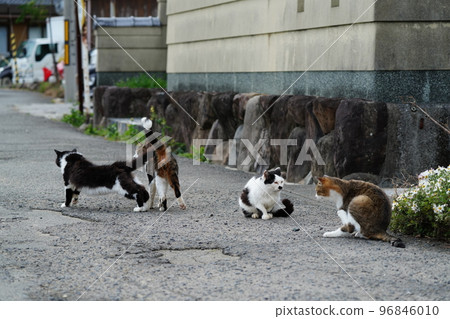 貓咪們一起包餃子度過寒冷的冬天 96846010