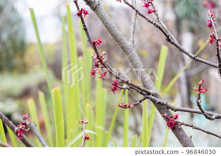 small red flowers of malban tree small red flowers of malban tree 96846030