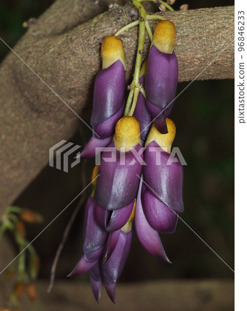 Tobi Kazura Mucuna sempervirens Tobi Kazura Mucuna sempervirens 96846233