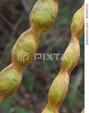 Tobikazura Fruit Mucuna sempervirens Tobikazura Fruit Mucuna sempervirens 96846591