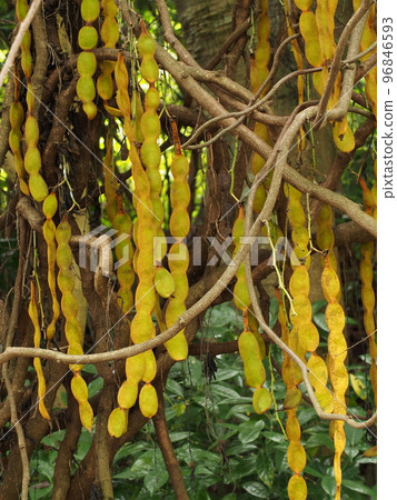 Tobikazura Fruit Mucuna sempervirens Tobikazura Fruit Mucuna sempervirens 96846593