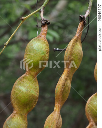 Tobikazura 果實 Mucuna sempervirens Tobikazura 果實 Mucuna sempervirens 96846597