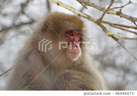 日本獼猴 96846873
