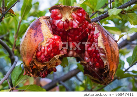 Branch with ripe pomegranate on tree. Autumn harvest 96847411