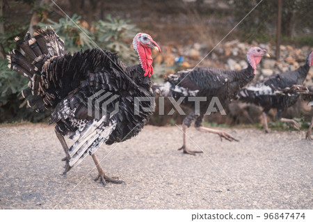 Turkey birds walking around the village. Meleagris gallopavo Turkey birds walking around the village. Meleagris gallopavo 96847474