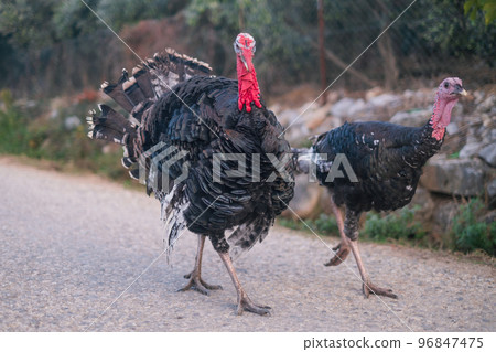 Turkey birds walking around the village. Meleagris gallopavo Turkey birds walking around the village. Meleagris gallopavo 96847475