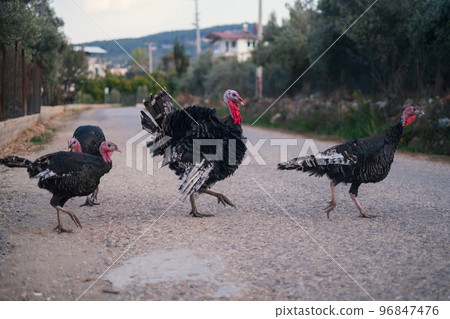 Turkey birds walking around the village. Meleagris gallopavo Turkey birds walking around the village. Meleagris gallopavo 96847476