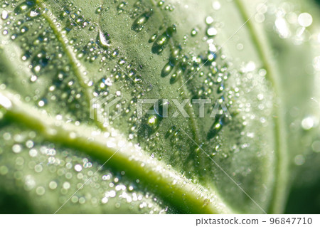 cabbage with morning dew 96847710