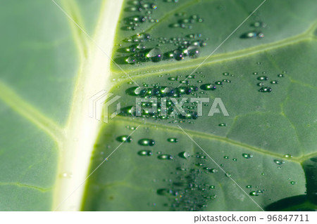 白菜和早晨露水 96847711