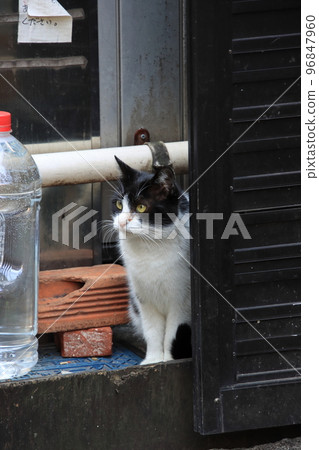 cat repellent and cat cat repellent and cat 96847960