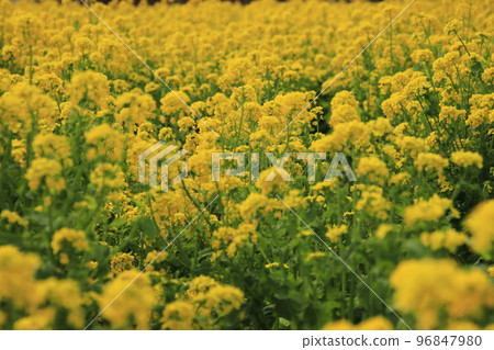 Nanohana [At Satoniwa Koen, Tomita Tomita, Wakaba Ward, Chiba City, Chiba Prefecture] 96847980