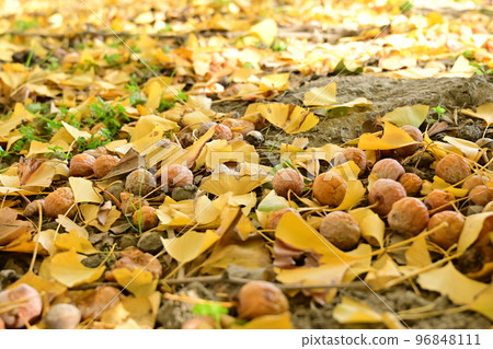 Ginkgo biloba leaves and fallen ginkgo nut 96848111