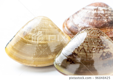 clam. (white background) 96848425
