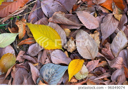 yellow leaves and dead leaves 96849074