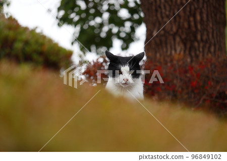 A stray cat that suddenly shows its face A stray cat that suddenly shows its face 96849102