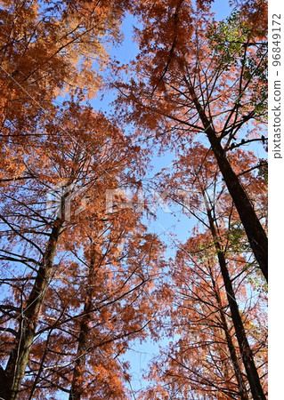 Metasequoia looking up at the season of autumn leaves 96849172