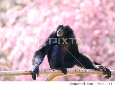 A gibbon sitting with cherry blossoms in the background 96849231