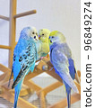 Three cute budgerigars 96849274