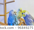 Three cute budgerigars 96849275