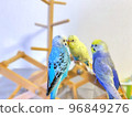 Three cute budgerigars 96849276