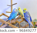 Three cute budgerigars 96849277