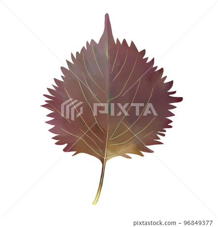 Redhead Redhead 96849377