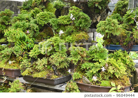 岩松石斛盆景 96849444