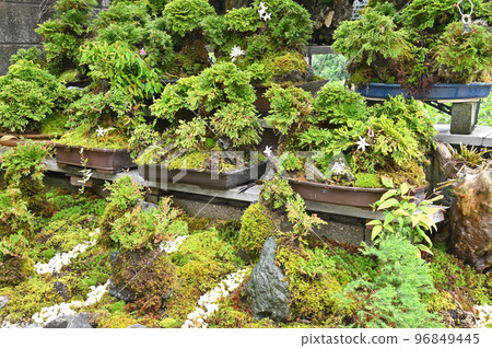 岩松石斛盆景 岩松石斛盆景 96849445