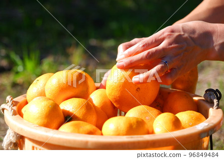收穫的橘子 96849484