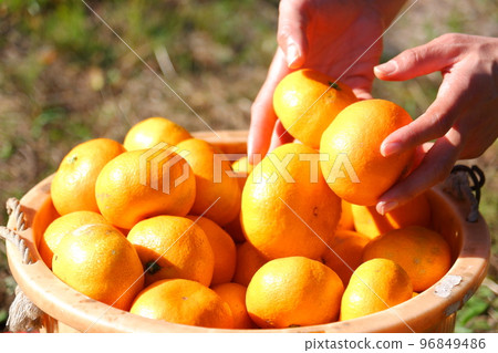 收穫的橘子 收穫的橘子 96849486