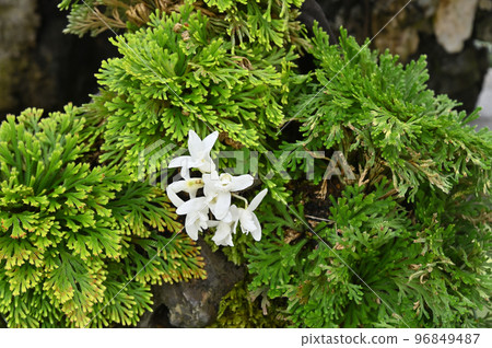 岩松石斛盆景 96849487