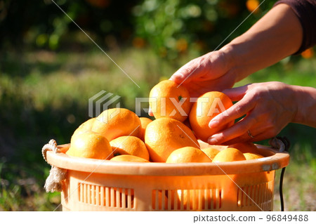 收穫的橘子 收穫的橘子 96849488