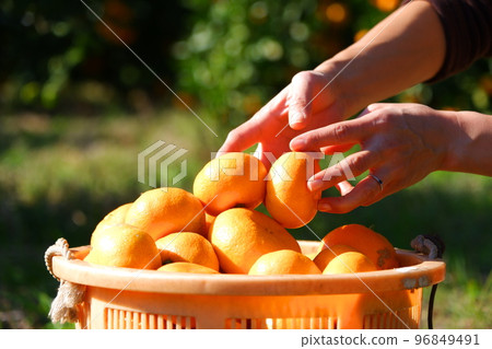 收穫的橘子 96849491