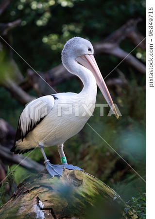 Australian Pelican - Pelecanus Conspicillatus on a tree trunk 96849718